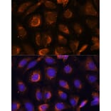 Immunofluorescence - Anti-SHMT1 Antibody (A93321) - Antibodies.com