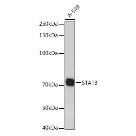 Western Blot - Anti-STAT3 Antibody (A93328) - Antibodies.com