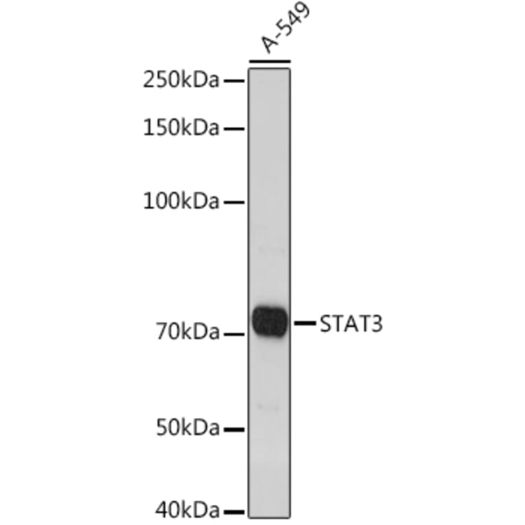 Western Blot - Anti-STAT3 Antibody (A93328) - Antibodies.com