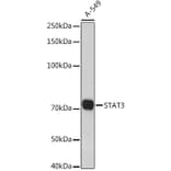 Western Blot - Anti-STAT3 Antibody (A93328) - Antibodies.com