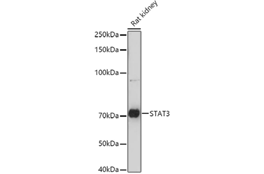 Western Blot - Anti-STAT3 Antibody (A93328) - Antibodies.com