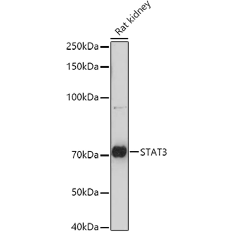 Western Blot - Anti-STAT3 Antibody (A93328) - Antibodies.com