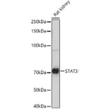 Western Blot - Anti-STAT3 Antibody (A93328) - Antibodies.com
