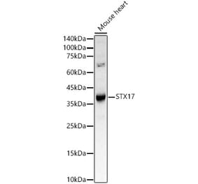 Western Blot - Anti-STX17 Antibody (A93329) - Antibodies.com