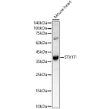 Western Blot - Anti-STX17 Antibody (A93329) - Antibodies.com