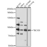 Western Blot - Anti-TBC1D5 Antibody (A93336) - Antibodies.com