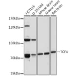 Western Blot - Anti-TCF-4 Antibody (A93338) - Antibodies.com