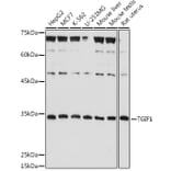 Western Blot - Anti-TGIF Antibody (A93339) - Antibodies.com