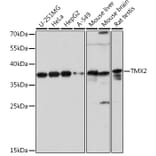 Western Blot - Anti-TMX2 Antibody (A93341) - Antibodies.com