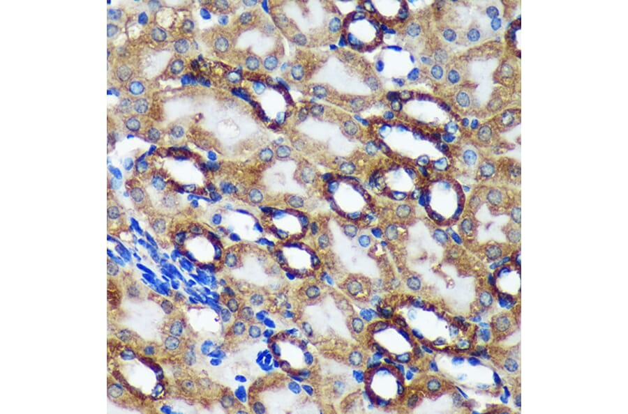 Immunohistochemistry - Anti-TMX2 Antibody (A93341) - Antibodies.com