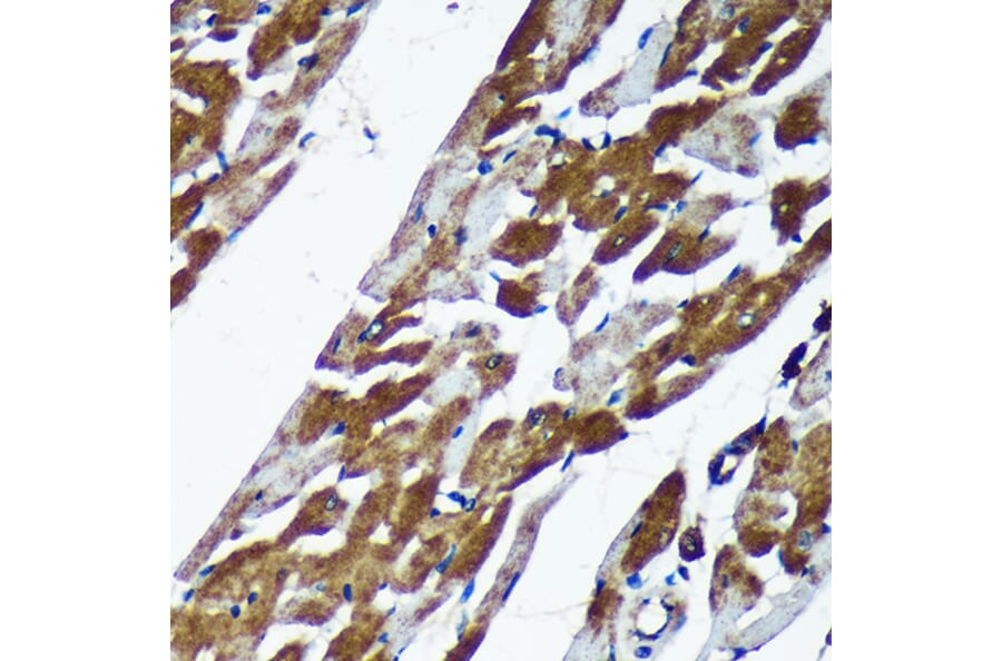 Immunohistochemistry - Anti-TMX2 Antibody (A93341) - Antibodies.com