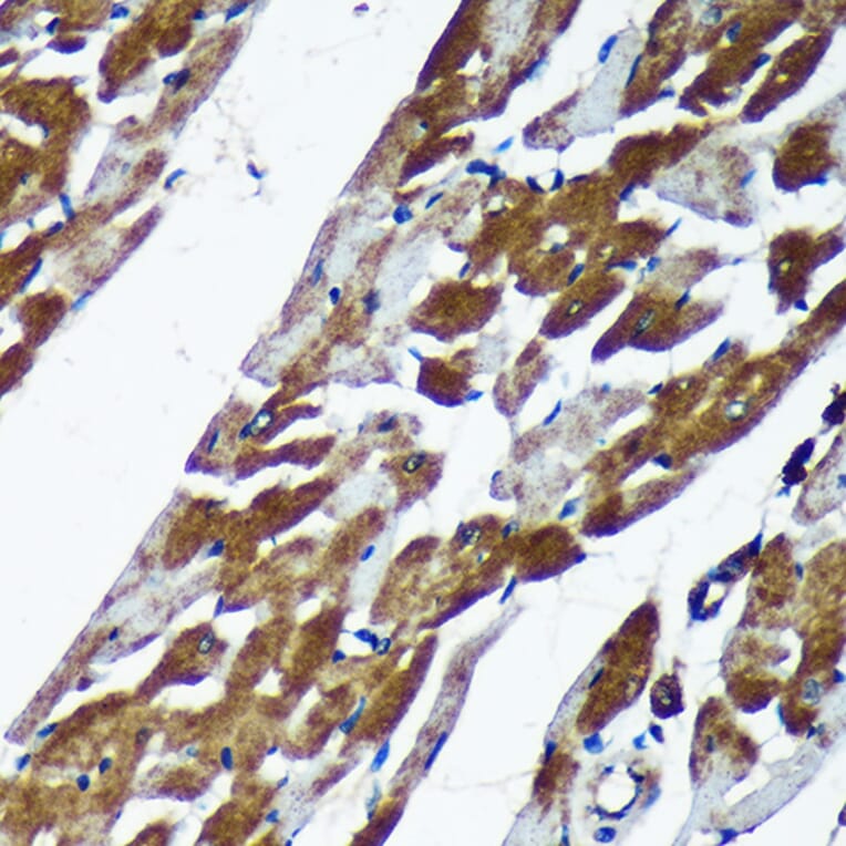 Immunohistochemistry - Anti-TMX2 Antibody (A93341) - Antibodies.com