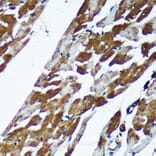Immunohistochemistry - Anti-TMX2 Antibody (A93341) - Antibodies.com