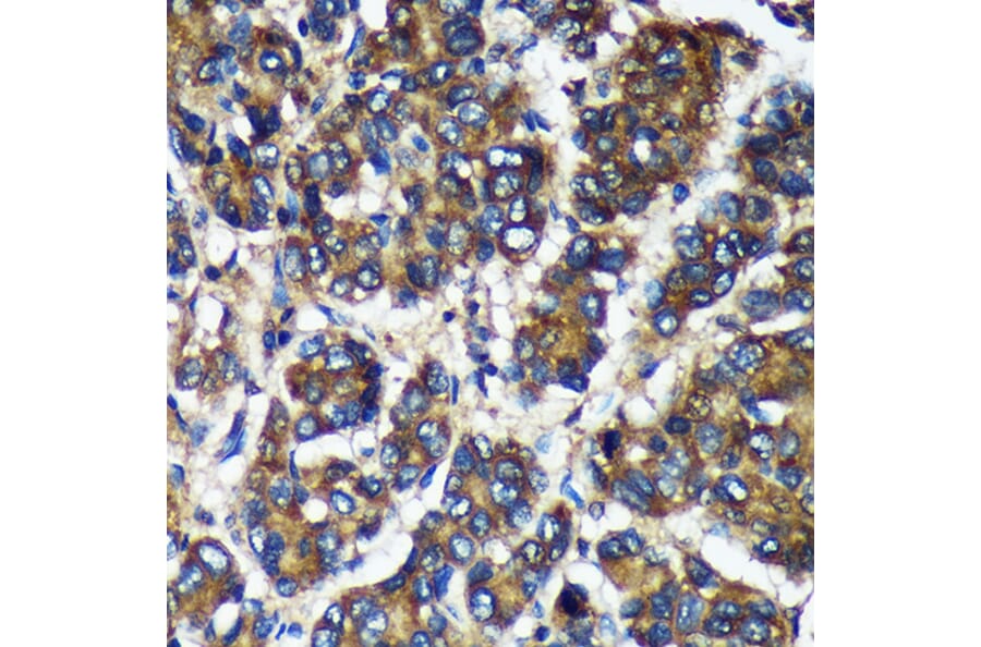 Immunohistochemistry - Anti-TMX2 Antibody (A93341) - Antibodies.com