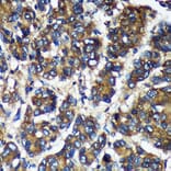 Immunohistochemistry - Anti-TMX2 Antibody (A93341) - Antibodies.com