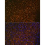 Immunofluorescence - Anti-UGT1A6 Antibody (A93347) - Antibodies.com