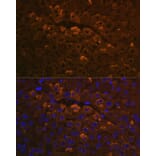 Immunofluorescence - Anti-UGT1A6 Antibody (A93347) - Antibodies.com