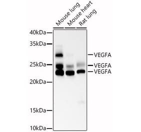 Western Blot - Anti-VEGFA Antibody (A93351) - Antibodies.com