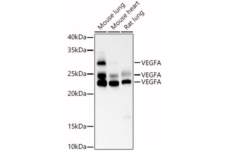 Western Blot - Anti-VEGFA Antibody [AMC0005] (A93351) - Antibodies.com