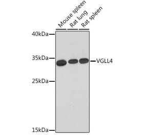 Western Blot - Anti-Vgl4 Antibody (A93352) - Antibodies.com