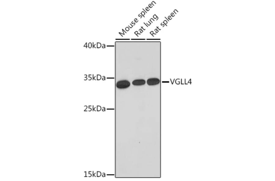 Western Blot - Anti-Vgl4 Antibody (A93352) - Antibodies.com