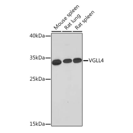 Western Blot - Anti-Vgl4 Antibody (A93352) - Antibodies.com