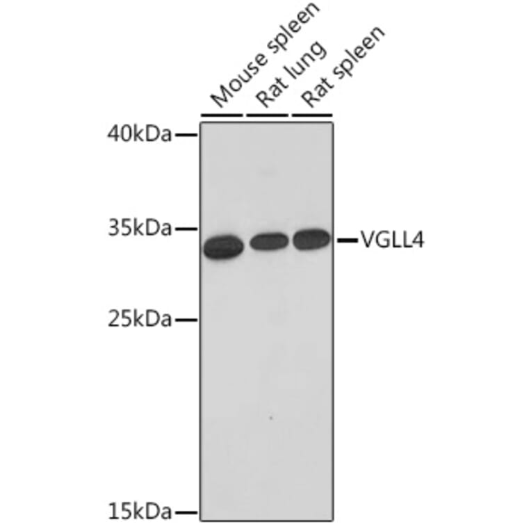 Western Blot - Anti-Vgl4 Antibody (A93352) - Antibodies.com