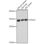 Western Blot - Anti-Vgl4 Antibody (A93352) - Antibodies.com