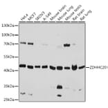 Western Blot - Anti-DHHC-20 Antibody (A93356) - Antibodies.com