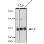 Western Blot - Anti-ZDHHC7 Antibody (A93358) - Antibodies.com