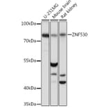 Western Blot - Anti-ZNF530 Antibody (A93360) - Antibodies.com