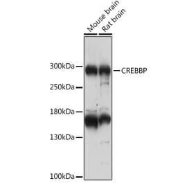 Western Blot - Anti-Crebbp Antibody (A93361) - Antibodies.com