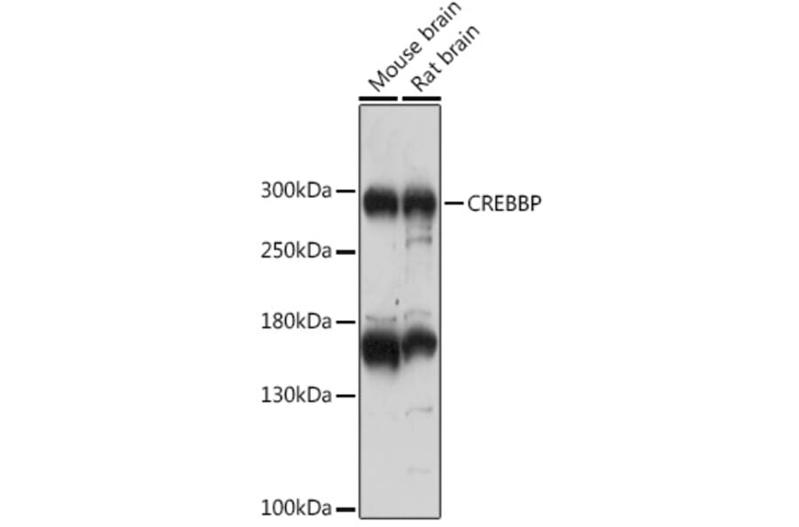 Western Blot - Anti-Crebbp Antibody (A93361) - Antibodies.com