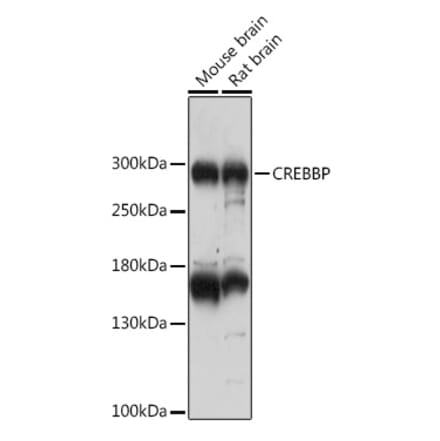 Western Blot - Anti-Crebbp Antibody (A93361) - Antibodies.com