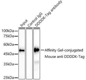 Western Blot - Anti-DDDDK Tag Antibody [AMC0519] (A93365) - Antibodies.com