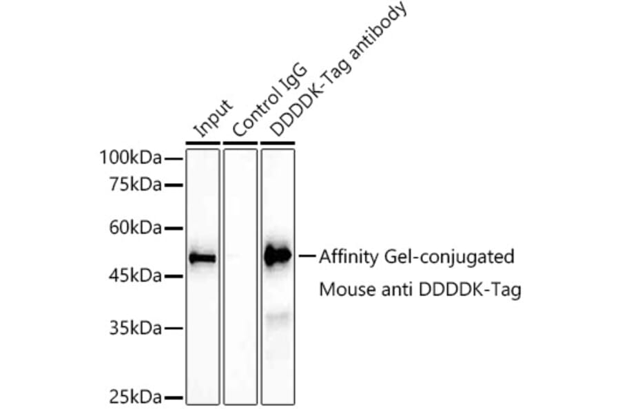 Western Blot - Anti-DDDDK Tag Antibody [AMC0519] (A93365) - Antibodies.com