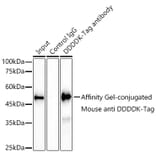 Western Blot - Anti-DDDDK Tag Antibody [AMC0519] (A93365) - Antibodies.com