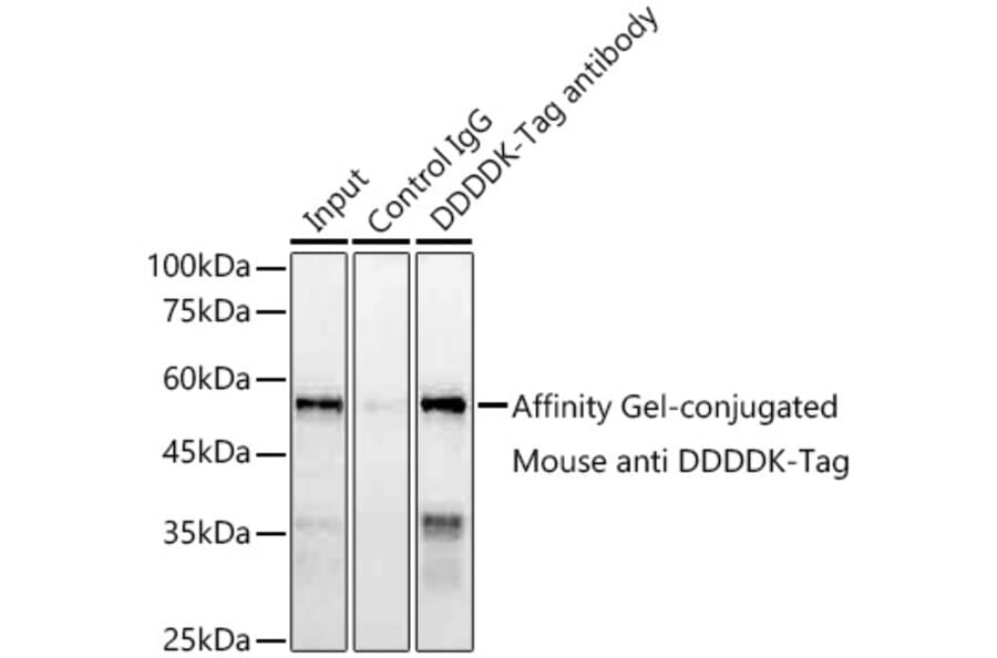 Western Blot - Anti-DDDDK Tag Antibody [AMC0519] (A93365) - Antibodies.com