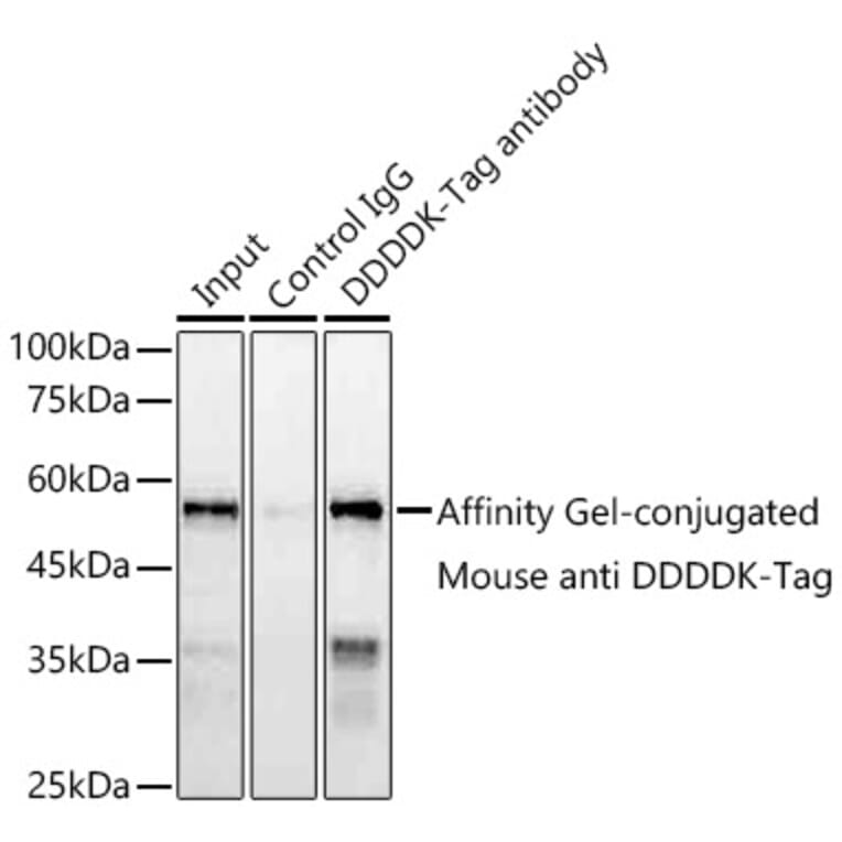 Western Blot - Anti-DDDDK Tag Antibody [AMC0519] (A93365) - Antibodies.com