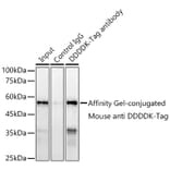 Western Blot - Anti-DDDDK Tag Antibody [AMC0519] (A93365) - Antibodies.com