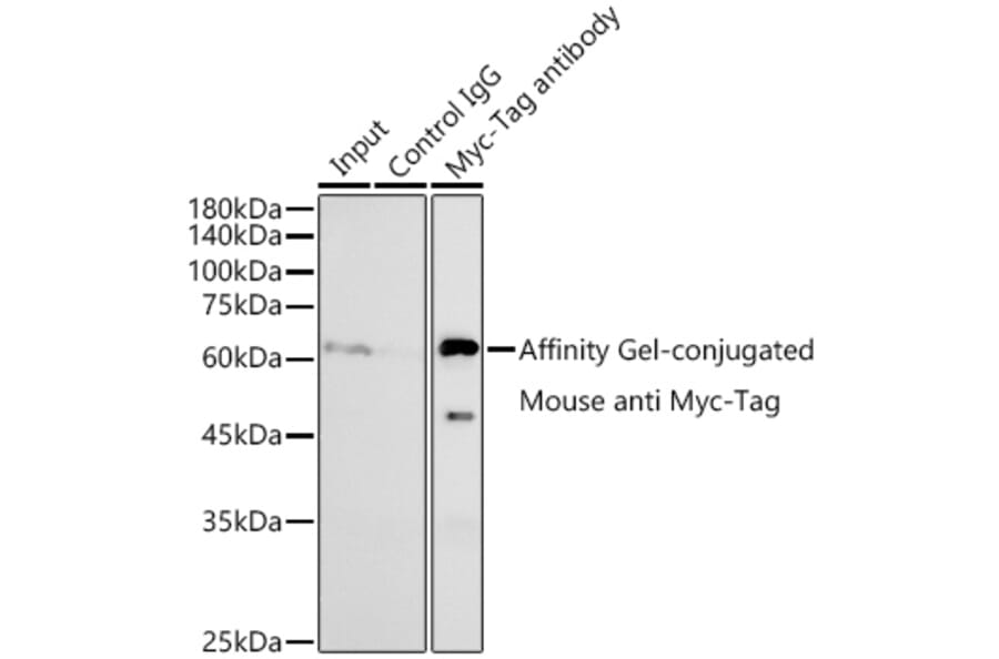 Western Blot - Anti-Myc Tag Antibody [AMC0518] (A93366) - Antibodies.com