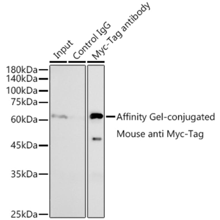 Western Blot - Anti-Myc Tag Antibody [AMC0518] (A93366) - Antibodies.com