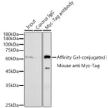 Western Blot - Anti-Myc Tag Antibody [AMC0518] (A93366) - Antibodies.com