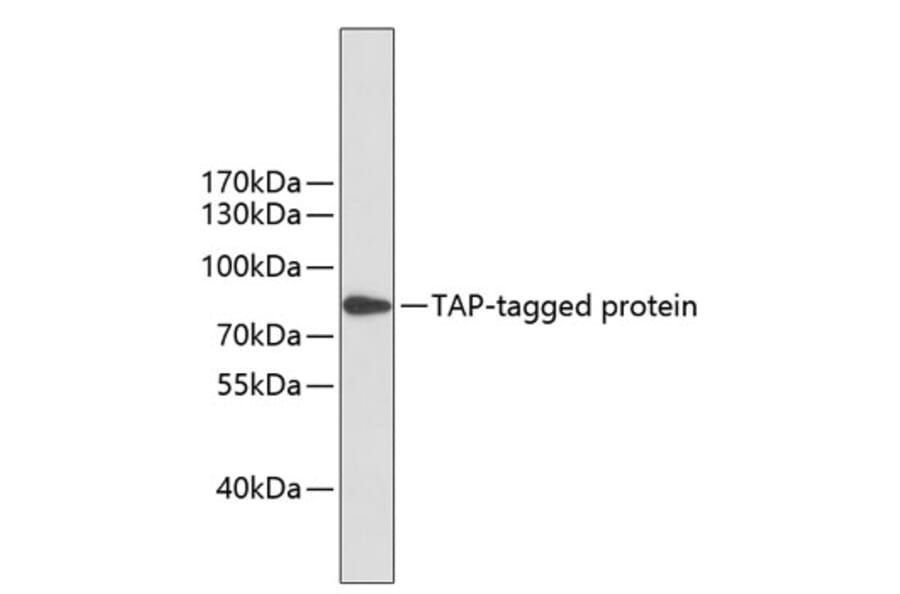 Western Blot - Anti-TAP Tag Antibody [AMC0510] (A93368) - Antibodies.com