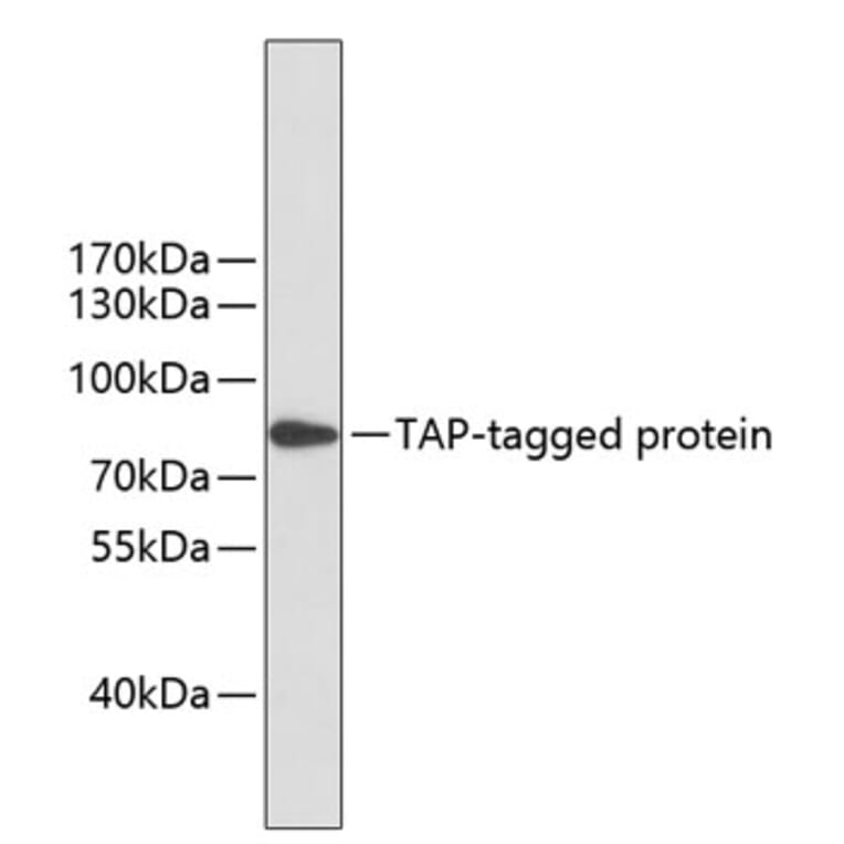 Western Blot - Anti-TAP Tag Antibody [AMC0510] (A93368) - Antibodies.com
