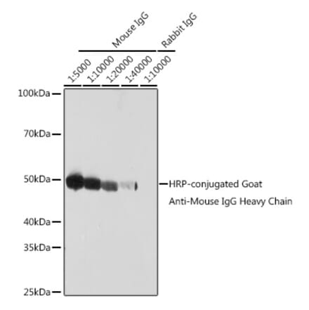 Western Blot - Goat Anti-Mouse IgG Heavy Chain Antibody (HRP) (A93370) - Antibodies.com