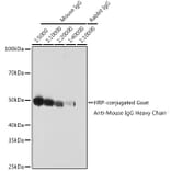 Western Blot - Goat Anti-Mouse IgG Heavy Chain Antibody (HRP) (A93370) - Antibodies.com