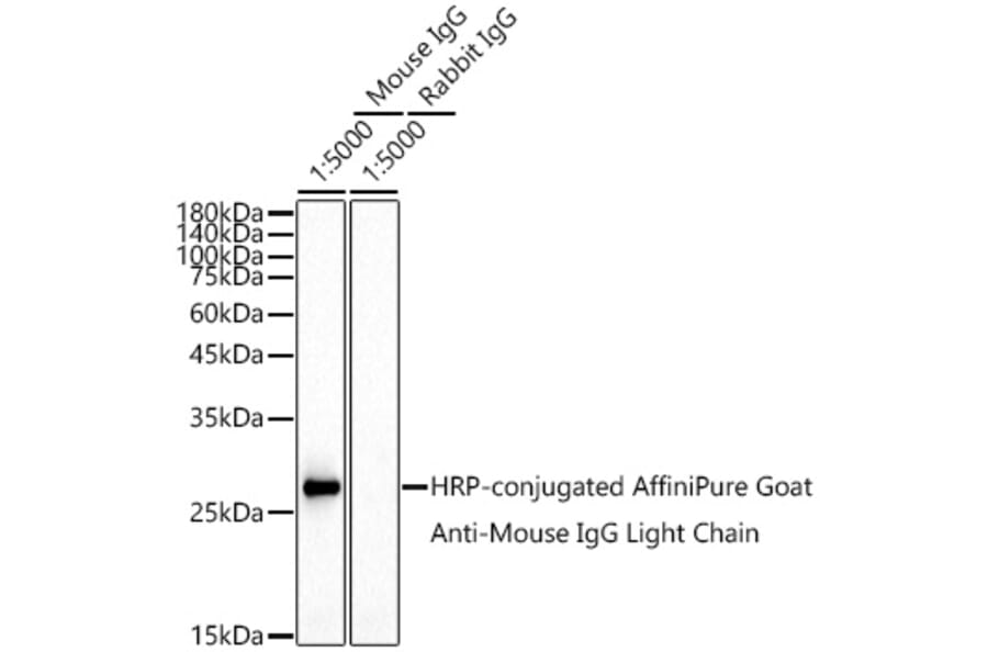 Western Blot - Goat Anti-Mouse IgG Light Chain Antibody (HRP) (A93371) - Antibodies.com