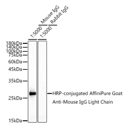 Western Blot - Goat Anti-Mouse IgG Light Chain Antibody (HRP) (A93371) - Antibodies.com