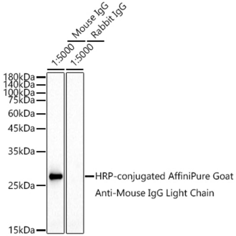 Western Blot - Goat Anti-Mouse IgG Light Chain Antibody (HRP) (A93371) - Antibodies.com